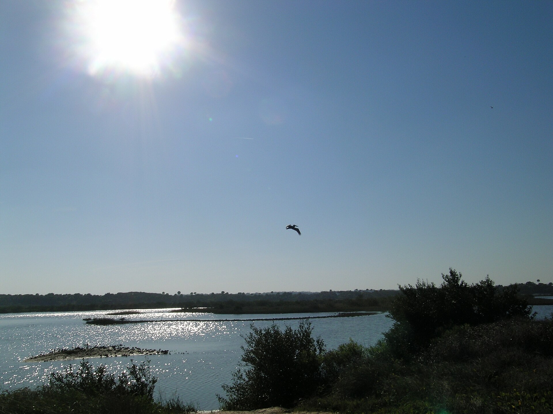 A bird above Matanzas-side water at River to Sea Preserve
