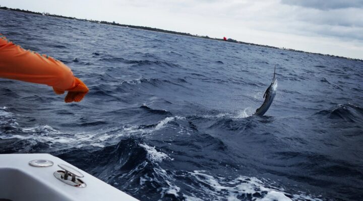 Sailfish jumping beside the Chips Ahoy charter boat