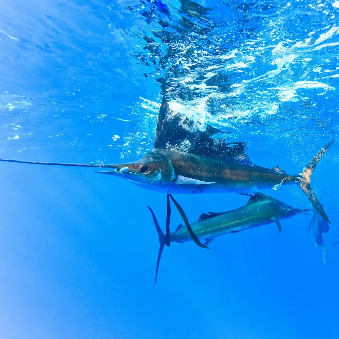 Sailfish swimming underwater in the Lucky Dog Sportfishing website photograph