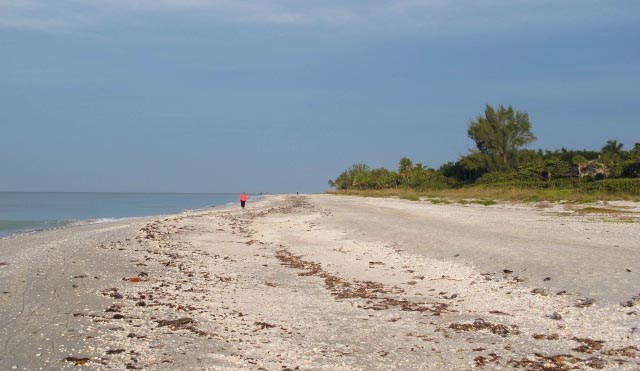 Shell-covered beach beside West Gulf Drive on Sanibel