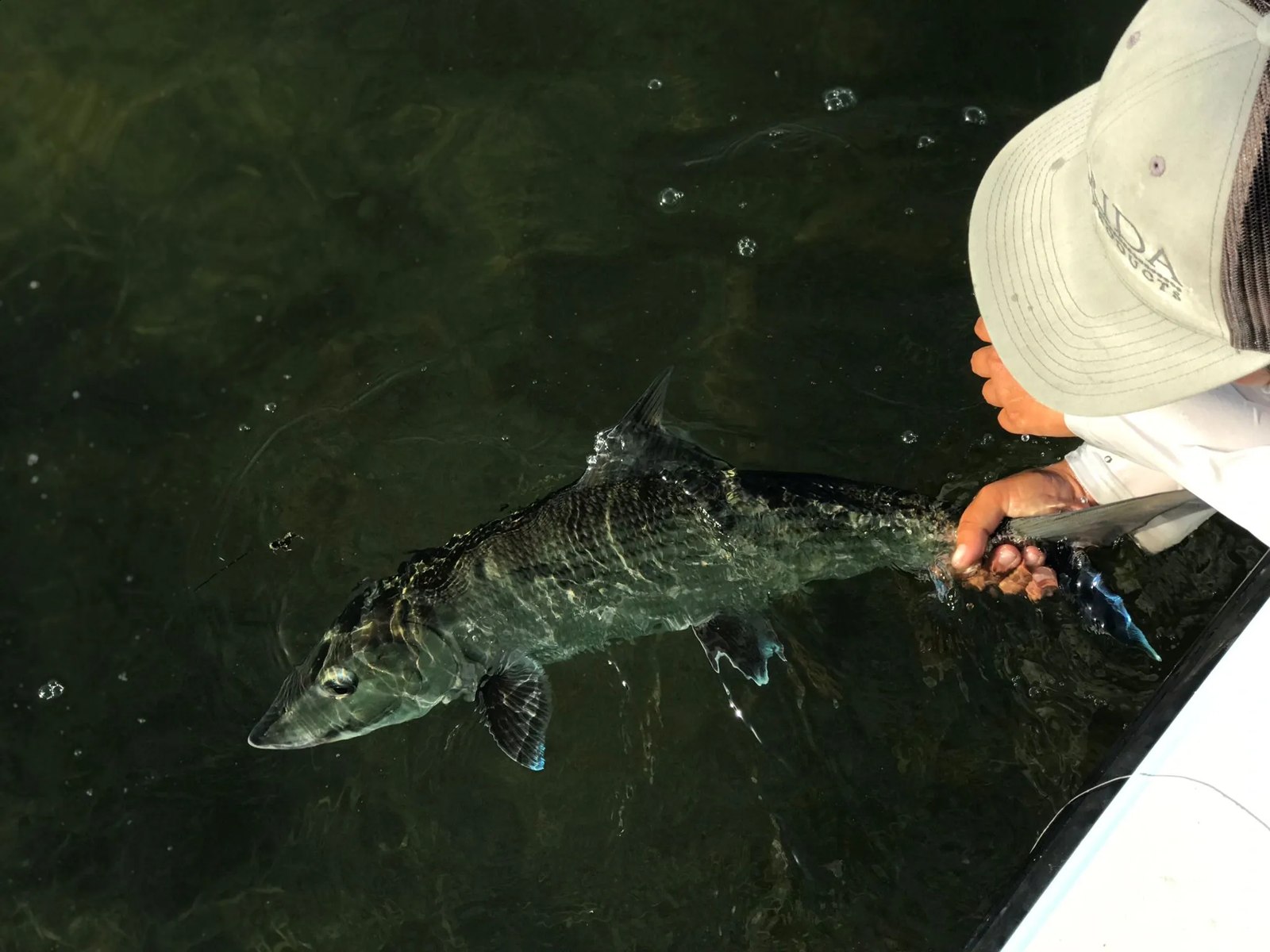Simply Fly barracuda release beside the boat