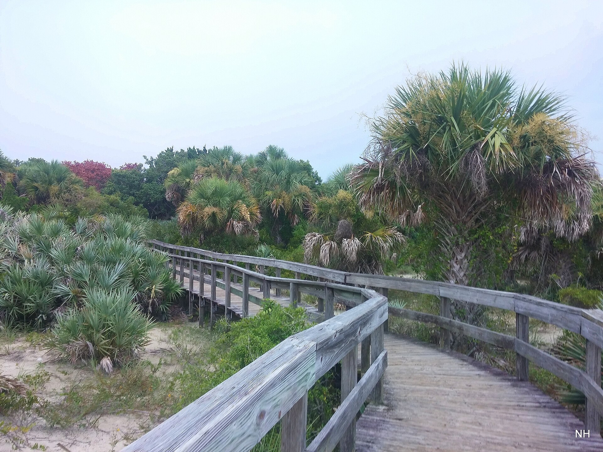Wooden boardwalk through coastal vegetation at Smyrna Dunes Park