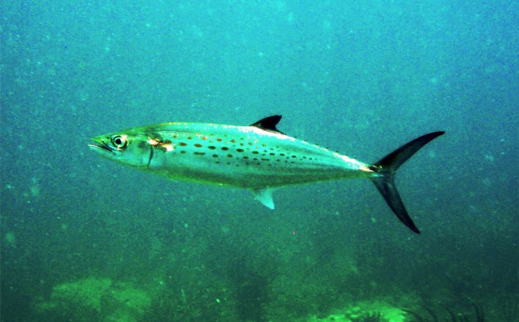 Spanish mackerel swimming over Madagascar Reef on Campeche Bank, Mexico