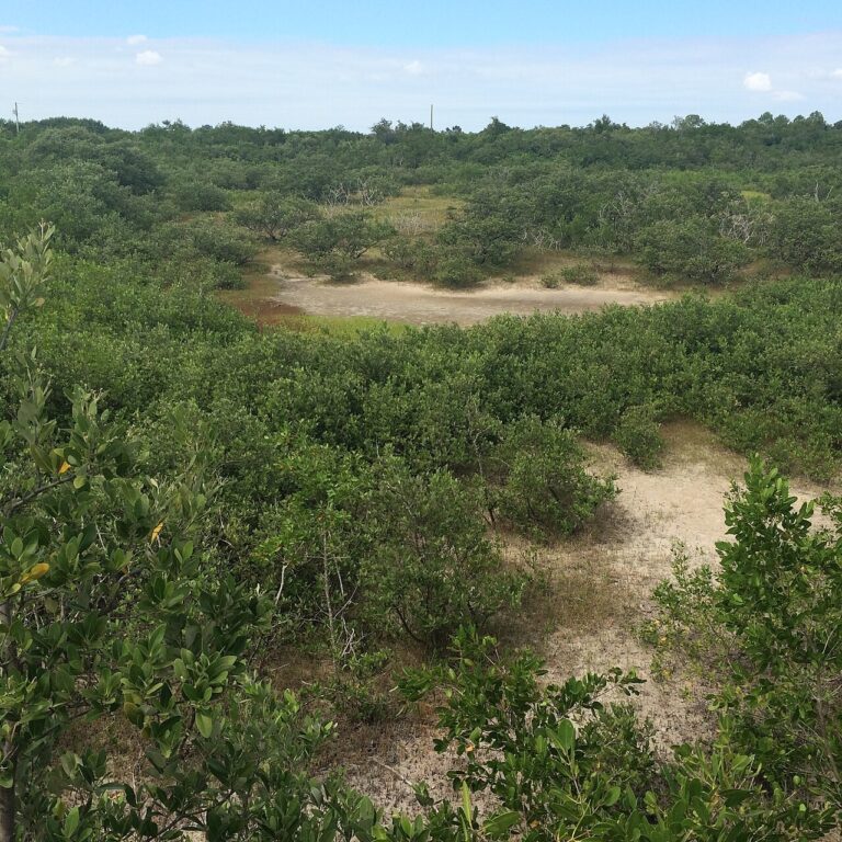 Mangrove hammock and open patches at Weedon Island Preserve in October 2016