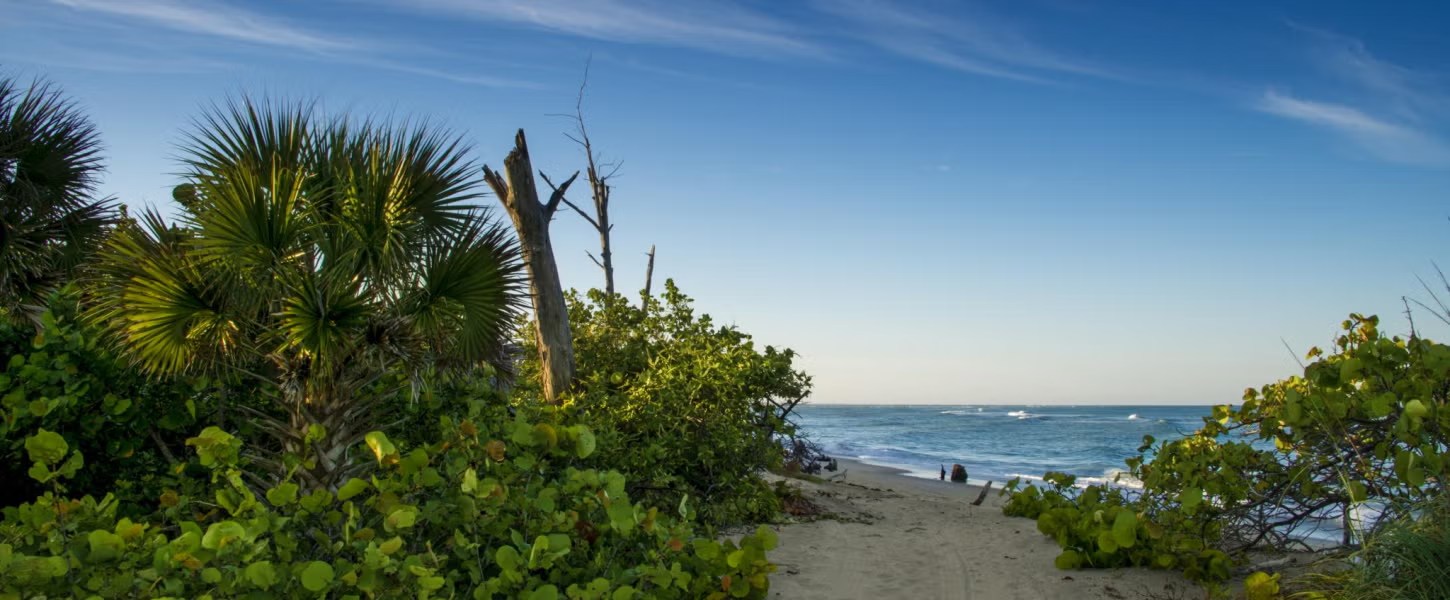 Coastal plants beside a sandy trail toward Stump Pass beach