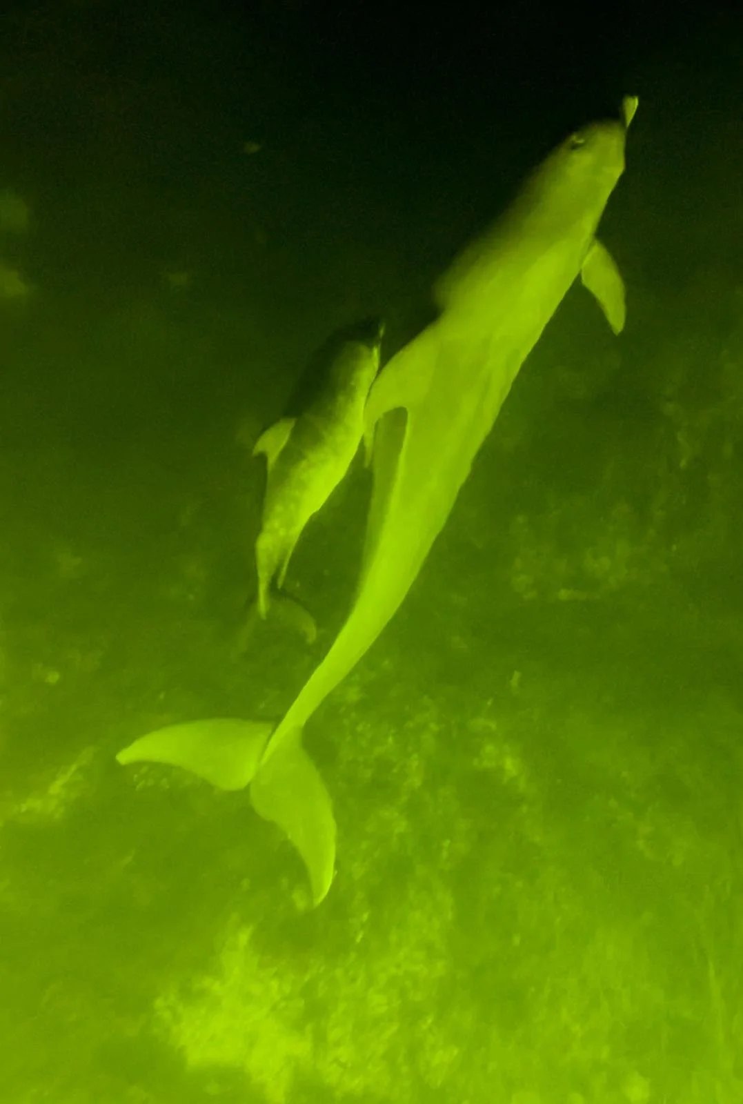 Tarpon beside an underwater light on a Pepper Charters outing