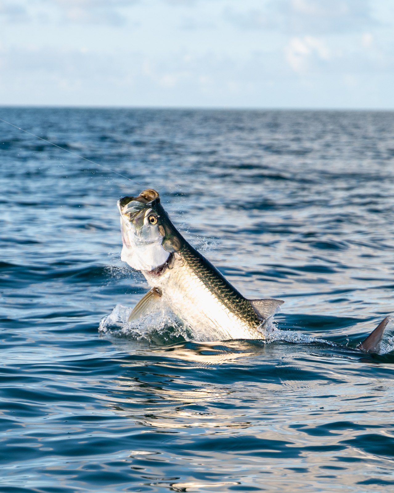 Tarpon jumping clear of the water in an Endless Flat Charters photograph