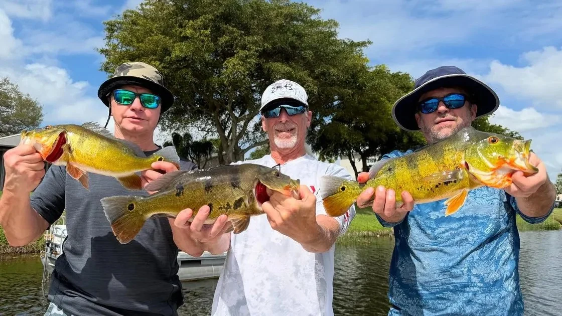 Three anglers showing peacock bass on a freshwater trip