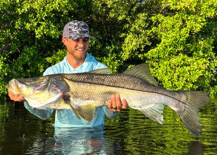 Topwater Charters angler holding a snook near mangroves