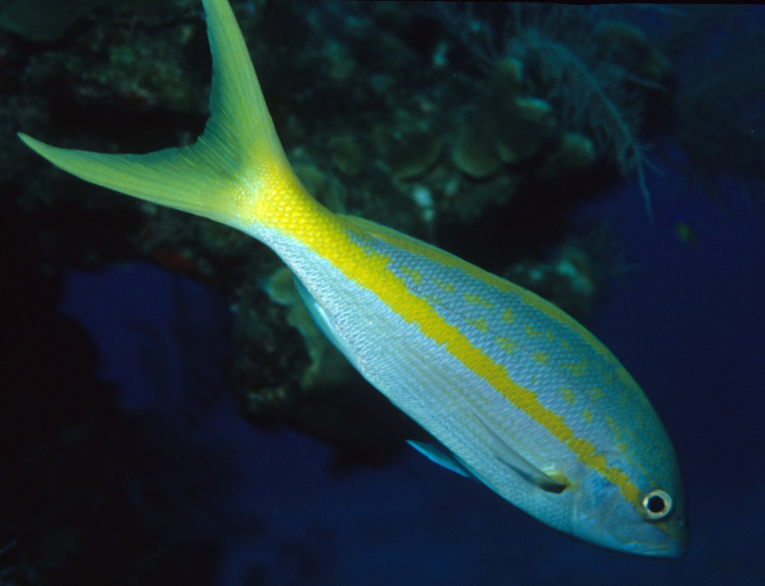 Yellowtail snapper showing its yellow side stripe and forked tail in Caribbean water