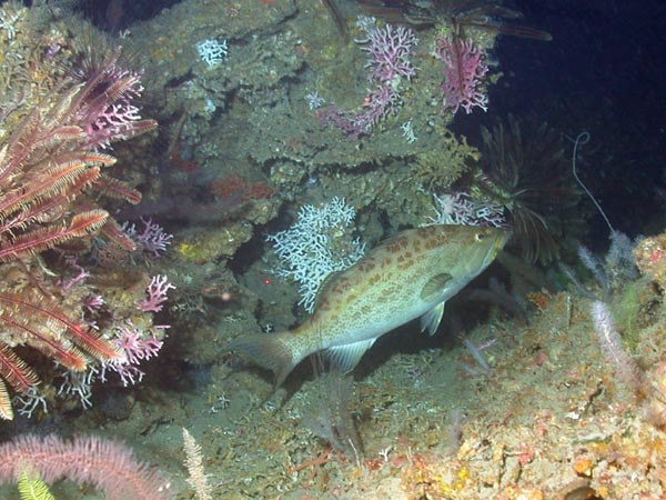 Young scamp grouper beside deep reef habitat at West Flower Garden Bank